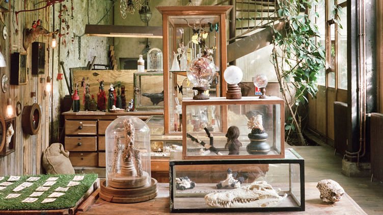 cabinet de curiosités 1