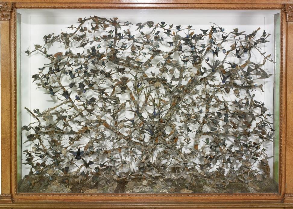  Exposition de colibris, 1800 (Collection : Musée d'histoire naturelle)