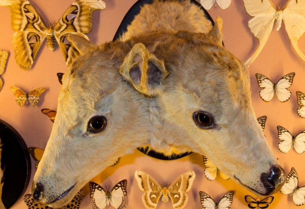 Veau bicéphale (Collection : Musée d'histoire naturelle de Venise)