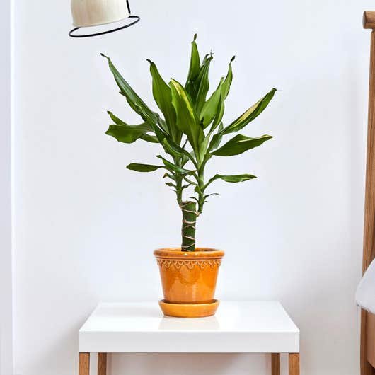 Dragonnier Dracaena Fragrans plante dépolluante