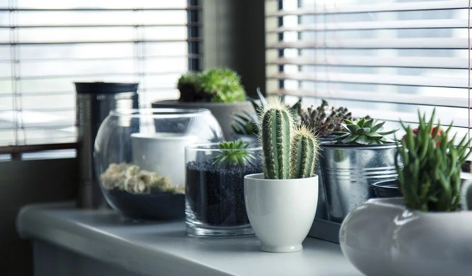 Embellir votre maison avec des plantes
