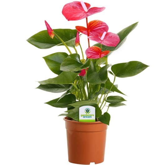 Feuille de dentelle (Anthurium)