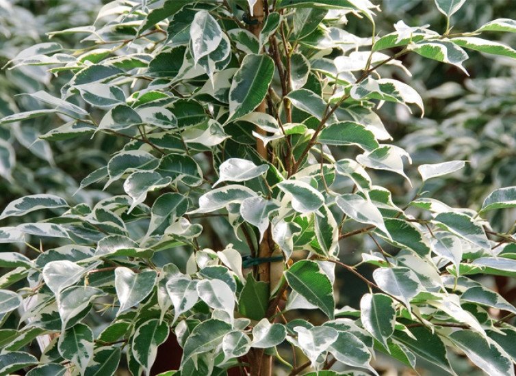plantes dépolluantes Figuier pleureur Ficus Benjamina