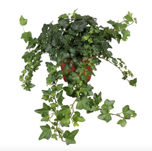 Lierre anglais Hedera Helix plantes dépolluantes