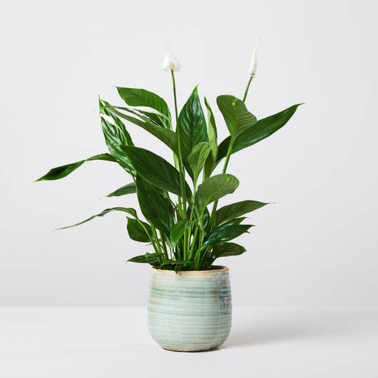 Lys de la paix Spathiphyllum Wallisii