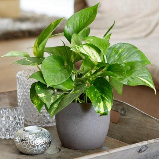 plantes dépolluantes Lierre du diable Golden Pothos