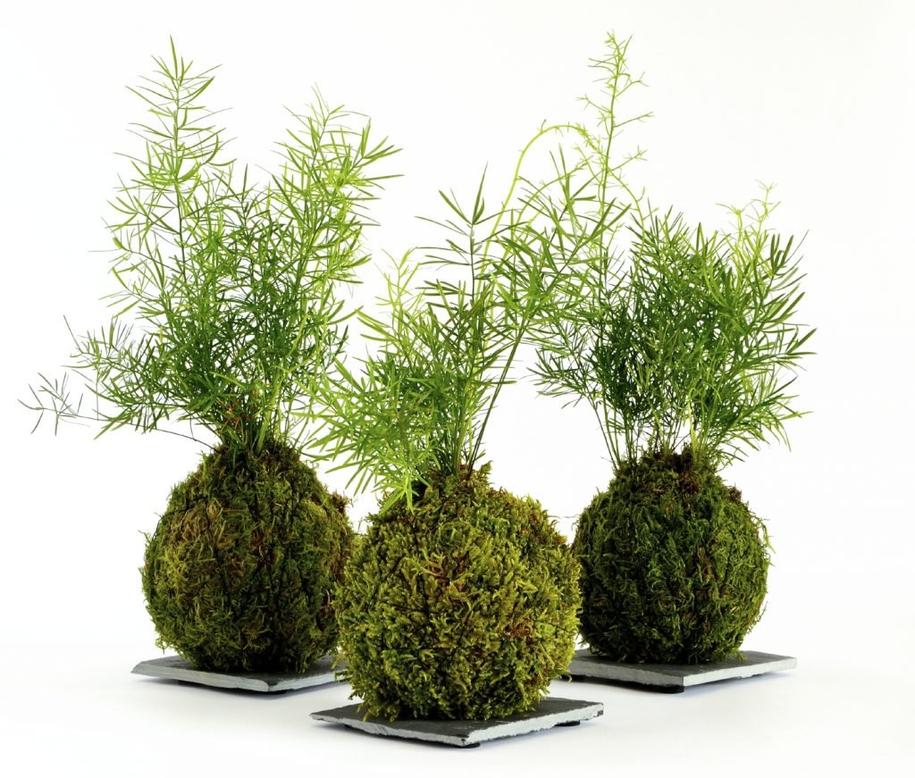 Comment rendre votre kokedama encore plus déco