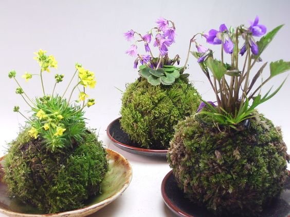 Qu'est-ce que le kokedama