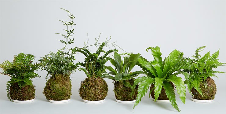 Kokedama : Comment créer cette boule de mousse japonaise et décorative