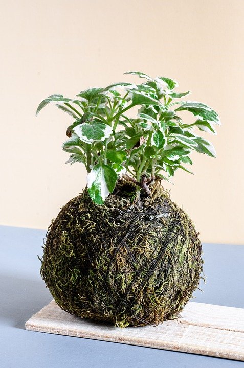 Qu'est-ce que le kokedama