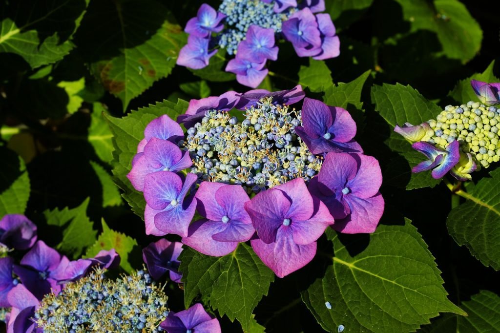 5 plus belles plantes à cultiver dans son jardin