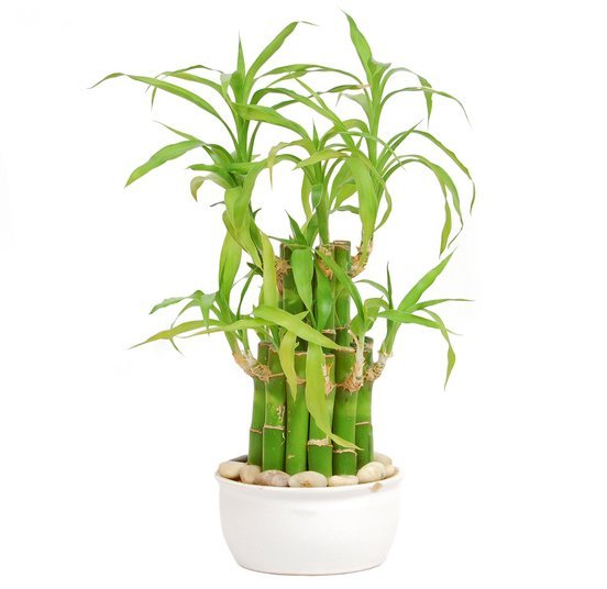 Bambou chanceux plantes feng shui Bambou chanceux plantes feng shui
