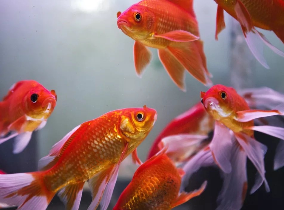 Comment un aquarium Feng Shui peut améliorer l'énergie de votre maison