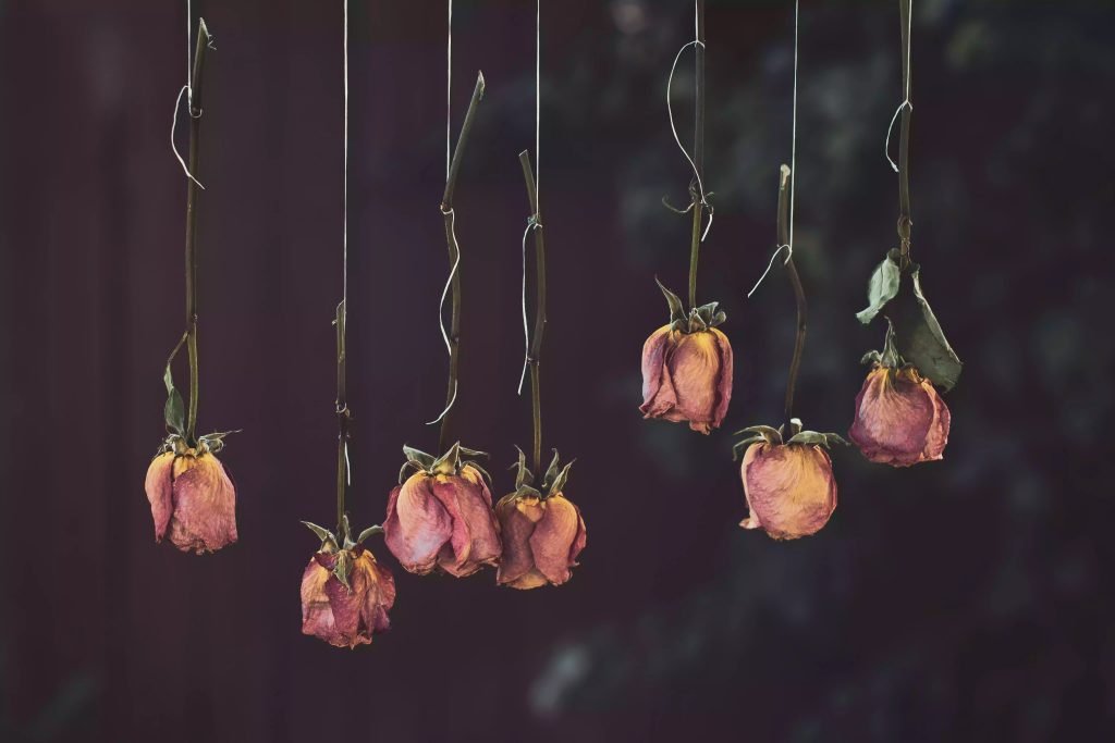 Fleurs et plantes séchées Fleurs et plantes séchées