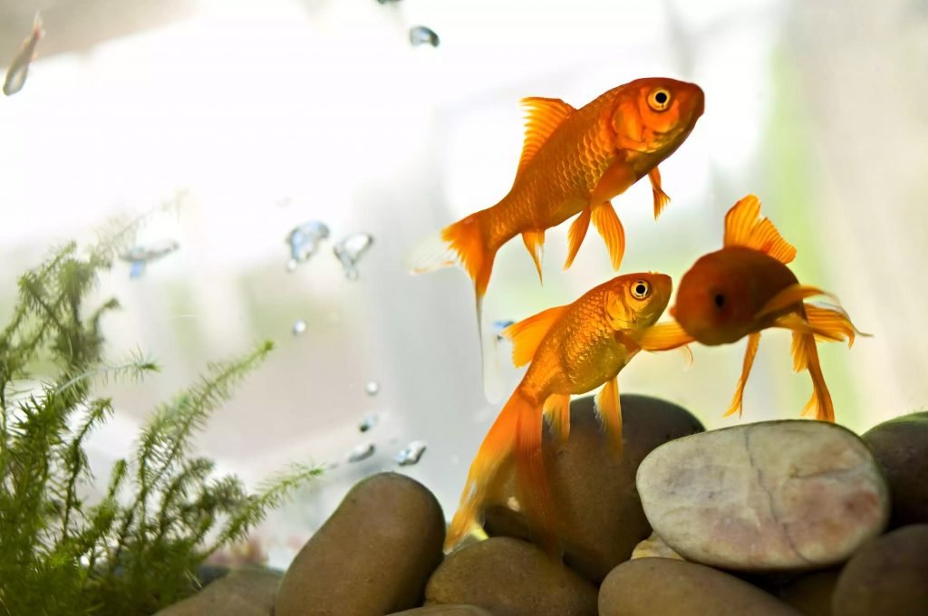 Les meilleurs emplacements pour les aquariums Feng Shui