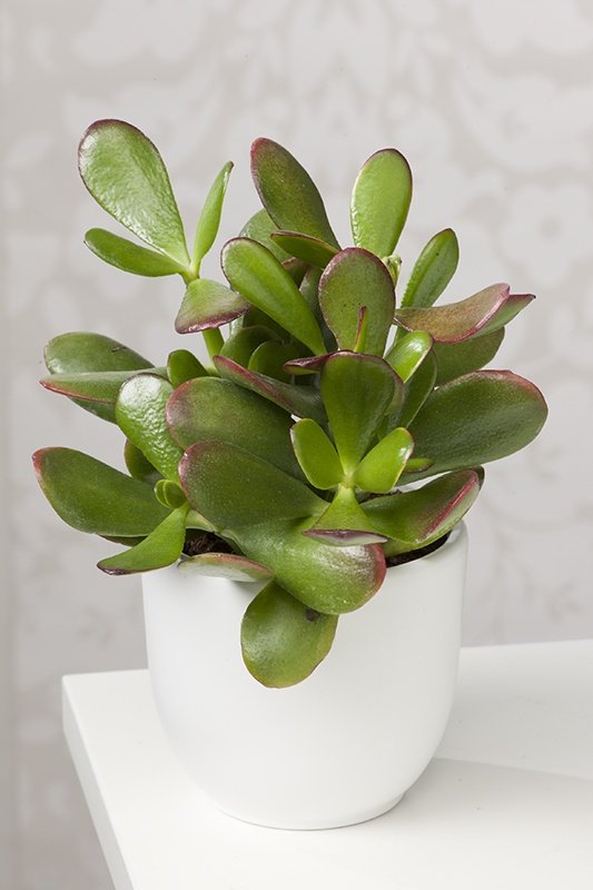 Plante de jade plantes feng shui Plante de jade plantes feng shui