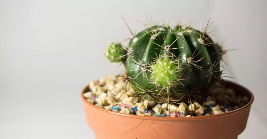 Plantes tranchantes épineuses ou pointues Plantes tranchantes épineuses ou pointues
