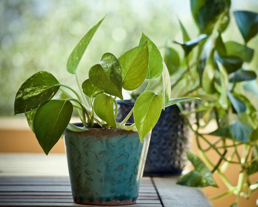 Pothos doré Pothos doré