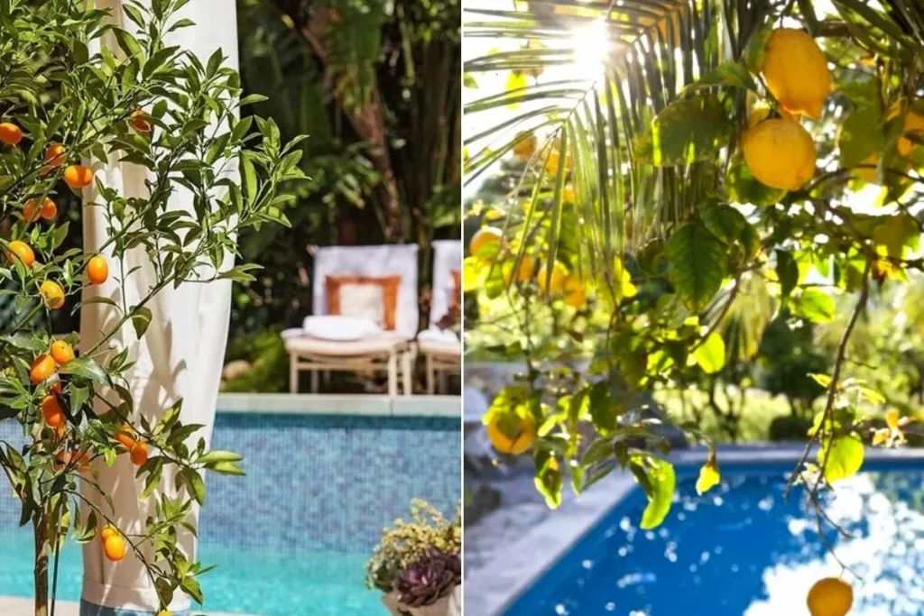 Décoration autour de la piscine avec des arbres fruitiers colorés