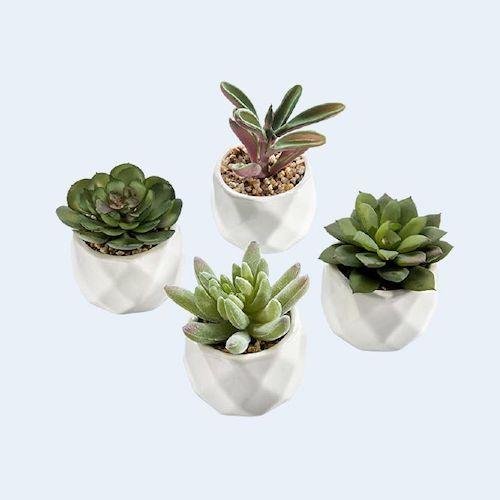 Décorer pour le printemps avec des succulents abordables