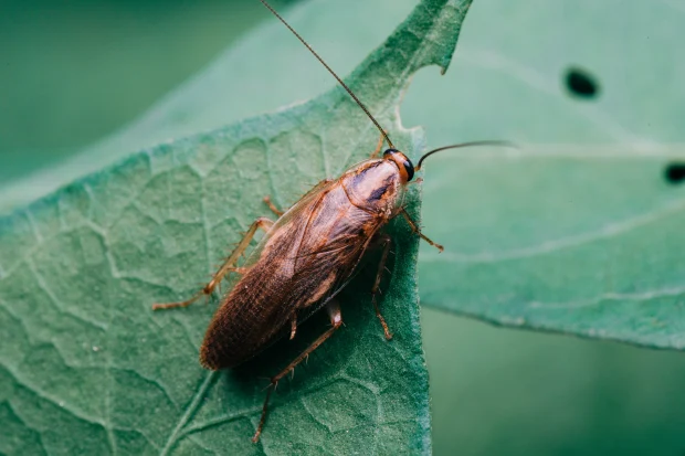Comment se débarrasser des cafards de jardin