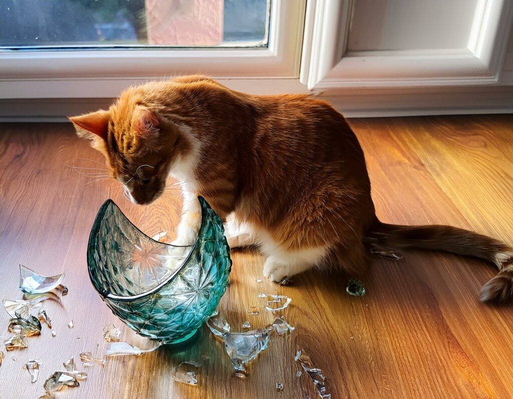 Mon chat a fait tomber un vase en cristal de Murano